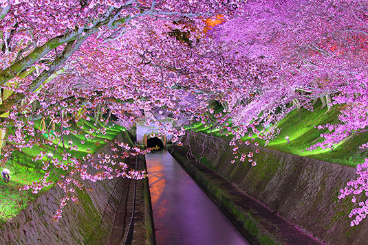 琵琶湖疏水　夜桜　ライトアップ