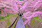 滋賀　琵琶湖疏水　桜