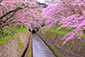 琵琶湖疏水　桜　高画質写真