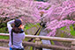 琵琶湖疏水　桜　高画質　写真