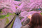 びわ湖疏水　桜　高画質　画像
