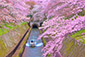 琵琶湖疏水　桜　船