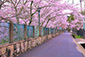琵琶湖疏水沿い　桜