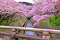 滋賀　琵琶湖　疏水　桜　見頃　時期　いつ