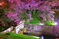 滋賀　琵琶湖疏水　桜　ライトアップ