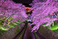 琵琶湖疏水の桜ライトアップ