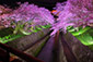 琵琶湖疏水　ライトアップ　桜