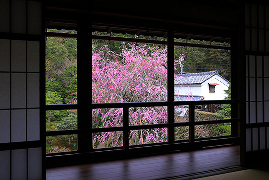 竹林院　桜　写真