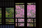 旧竹林院　桜　高画質画像