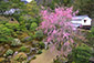 旧竹林院　桜　高画質写真