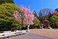 比叡山　桜　高画質写真