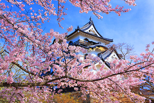 彦根城　桜　高画質画像