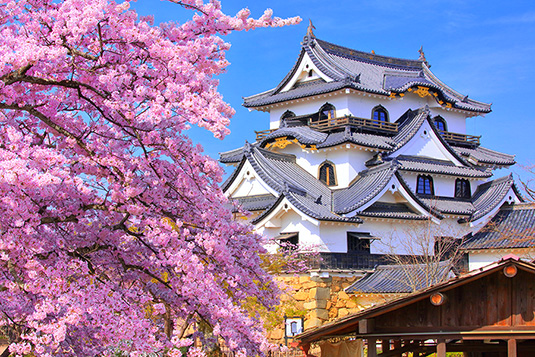 彦根城　桜　写真