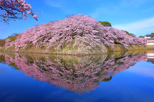 彦根城　桜　高画質写真