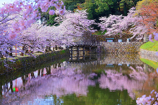 彦根城　花見　桜