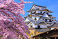 彦根城　桜　高画質写真