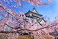 彦根城　桜　高画質　写真
