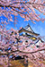 彦根城の桜写真