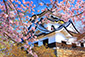 彦根城　桜写真