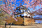 彦根城　桜画像