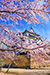 彦根城の春