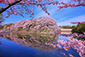 彦根城の桜写真