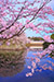 滋賀　彦根城　桜　写真