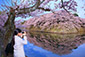滋賀　彦根城　桜画像