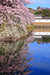 滋賀　彦根城の桜写真