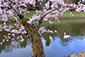 彦根城　桜　白鳥