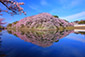 彦根城　桜　高画質　画像