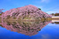 彦根城　桜　高画質画像
