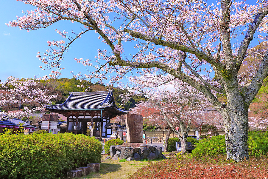 石山寺 桜