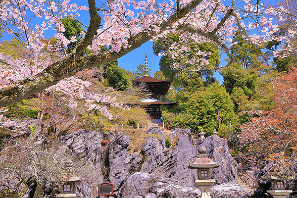 石山寺 桜