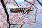 海津大崎　桜　船