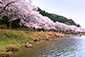 海津大崎の桜　びわ湖