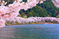 海津大崎の桜　高画質　写真