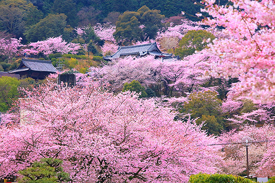 三井寺　桜