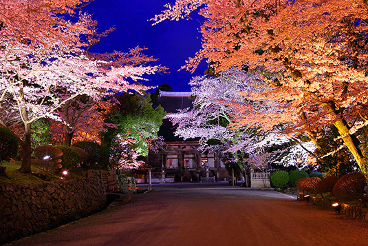 三井寺　桜　ライトアップ
