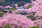 三井寺の桜　高画質写真