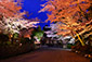 三井寺　桜　ライトアップ　高画質　画像