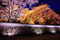 三井寺　夜桜　写真