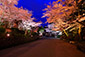 三井寺　夜桜　ライトアップ