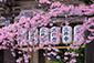 滋賀　三井寺の桜