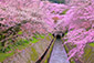 三井寺の近くにある琵琶湖疏水の桜
