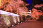 三井寺の桜ライトアップ