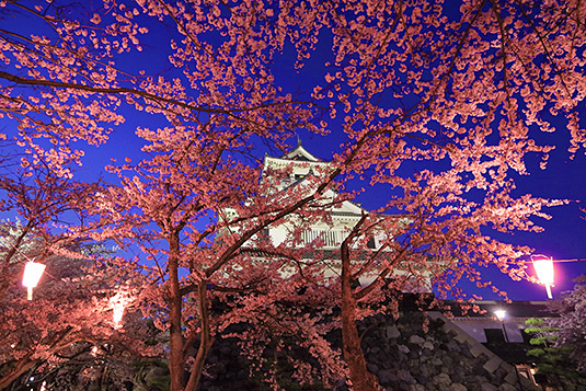 長浜城　桜　ライトアップ