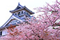 長浜城　桜　ながはまじょう　見頃