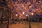長浜城　桜ライトアップ
