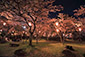 長浜城　夜桜